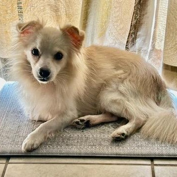 Tucker, a Adoptable mixed breed in Houston, TX image 5/5