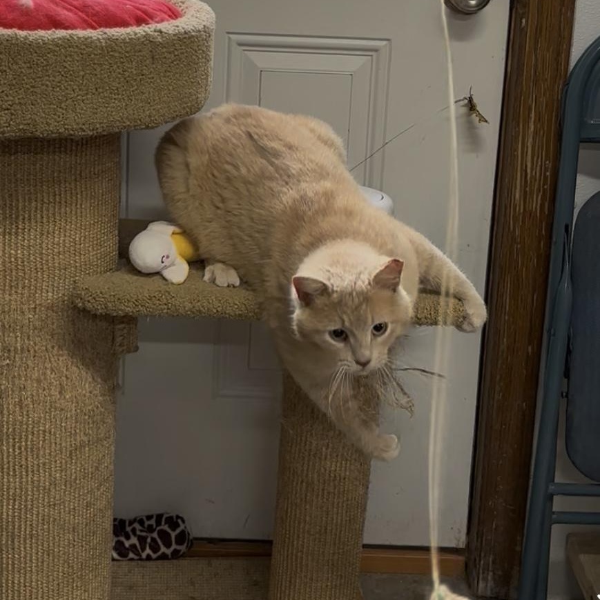 Jasper, Adult Male Domestic Medium Hair