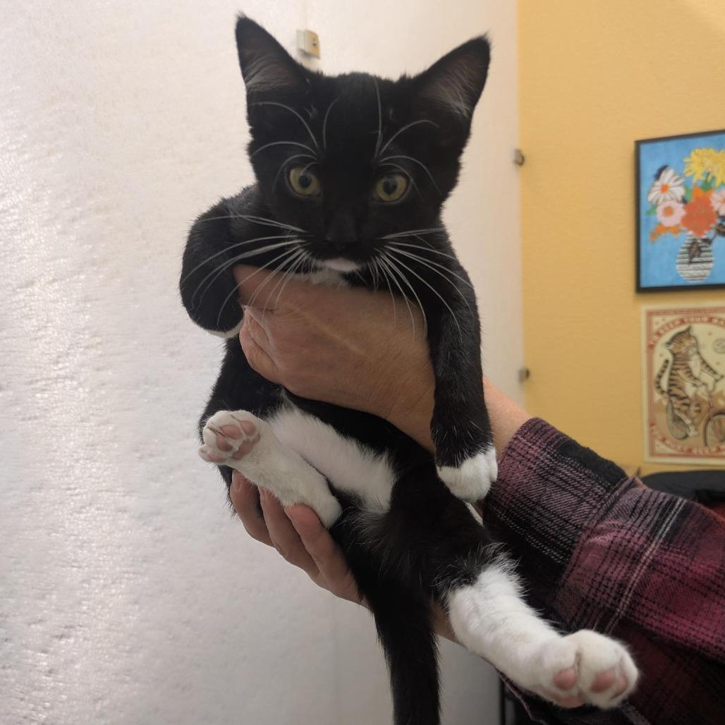 Enlarge Lyra, a Adoptable Domestic Short Hair in Santa Rosa, CA image 1/5