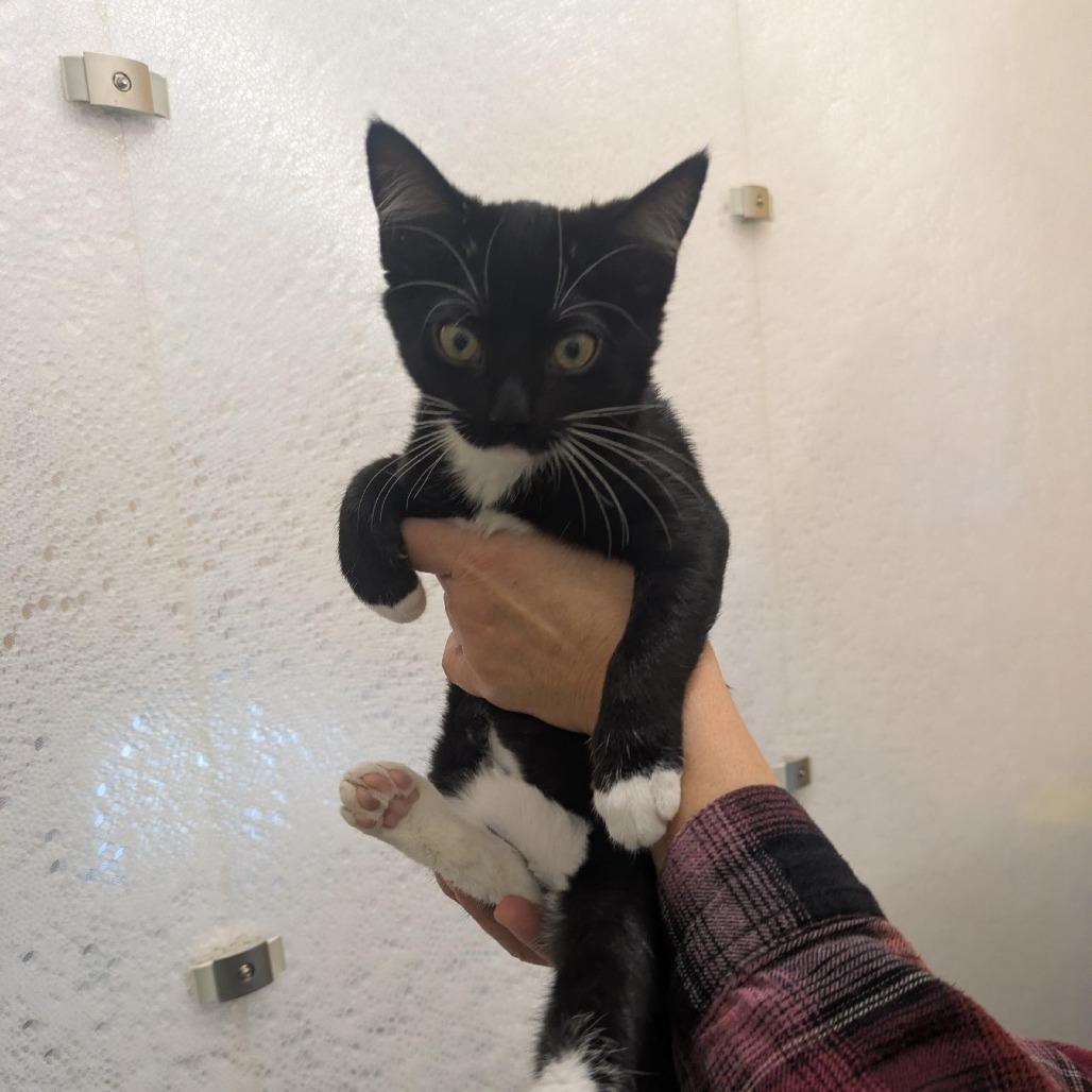 Enlarge Lyra, a Adoptable Domestic Short Hair in Santa Rosa, CA image 2/5