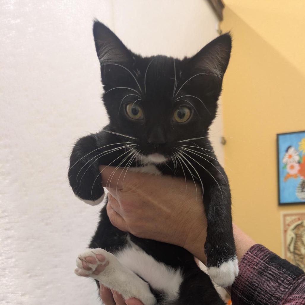 Enlarge Lyra, a Adoptable Domestic Short Hair in Santa Rosa, CA image 3/5