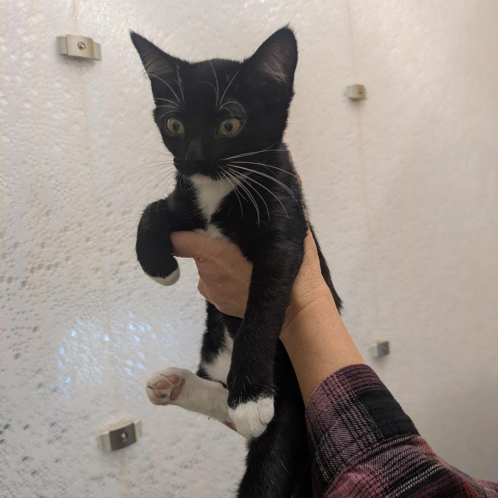 Enlarge Lyra, a Adoptable Domestic Short Hair in Santa Rosa, CA image 4/5