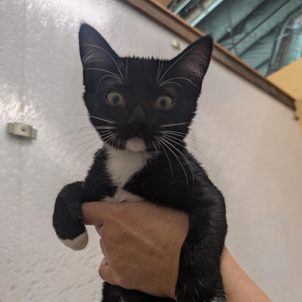 Enlarge Lyra, a Adoptable Domestic Short Hair in Santa Rosa, CA image 5/5