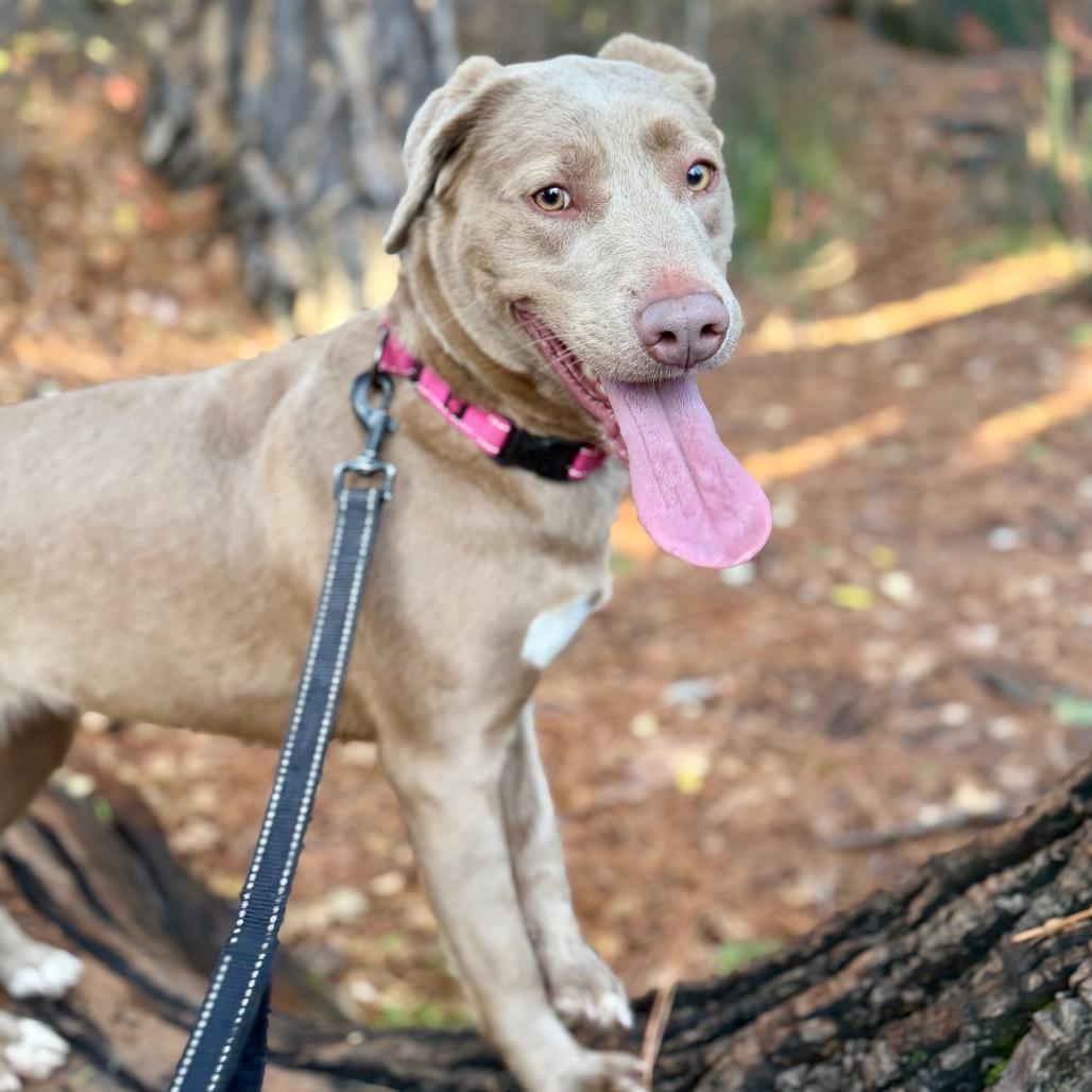 Piper, Adoptable, Adult Female Blue Lacy & Mixed Breed.