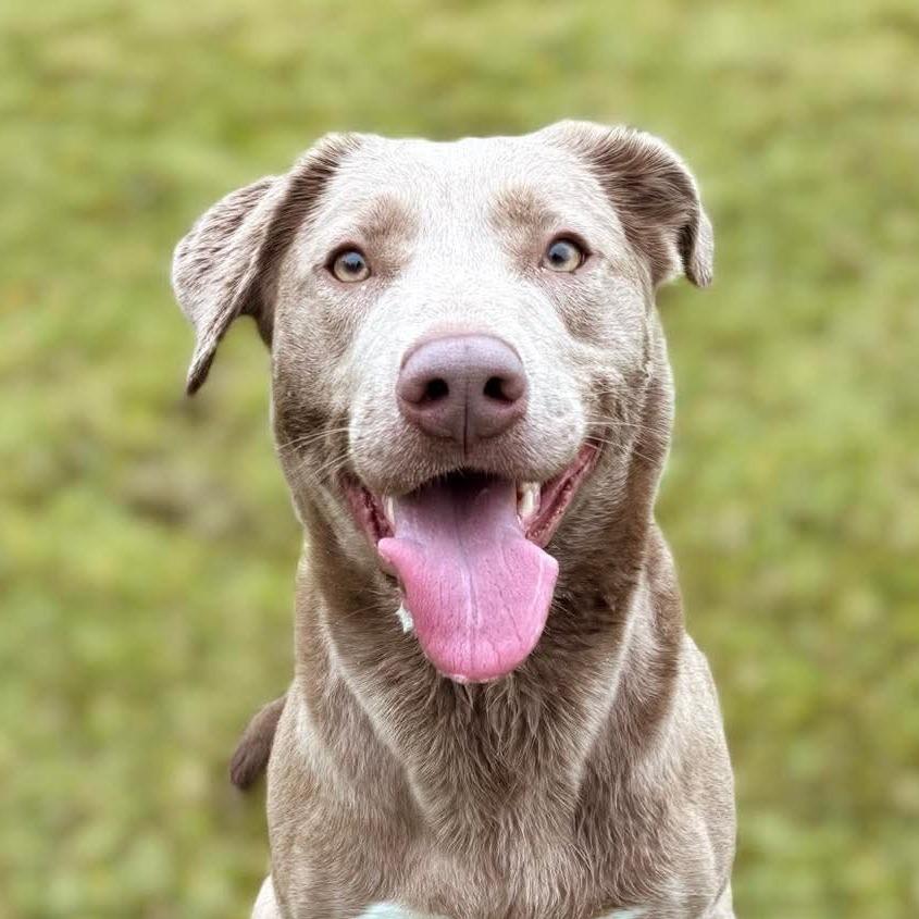Enlarge Piper, a Adoptable mixed breed in Mount Shasta, CA image 5/6
