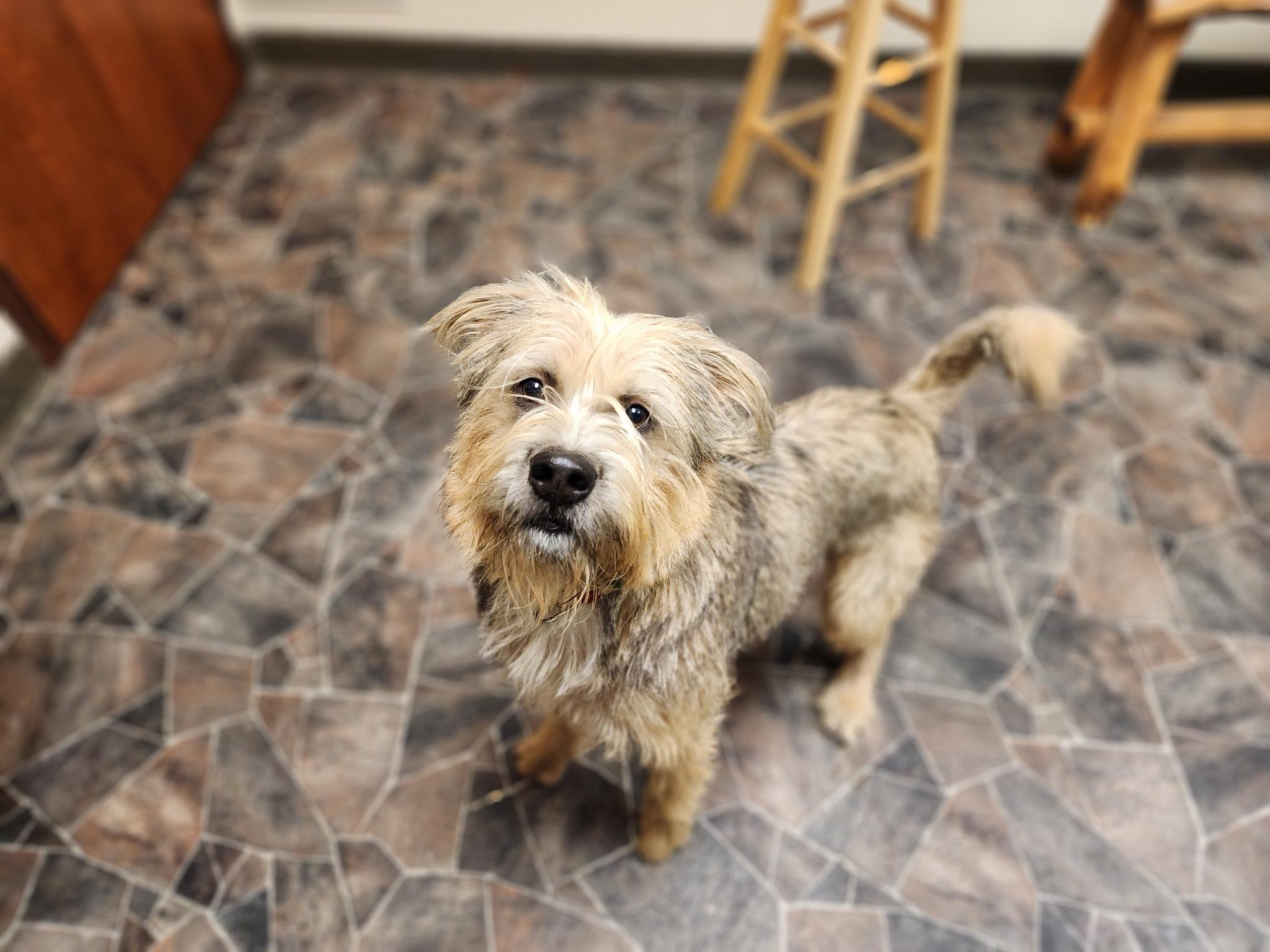 Enlarge Peppermint Butler, an adoptable mixed breed in Sterling Heights, MI image 1/6