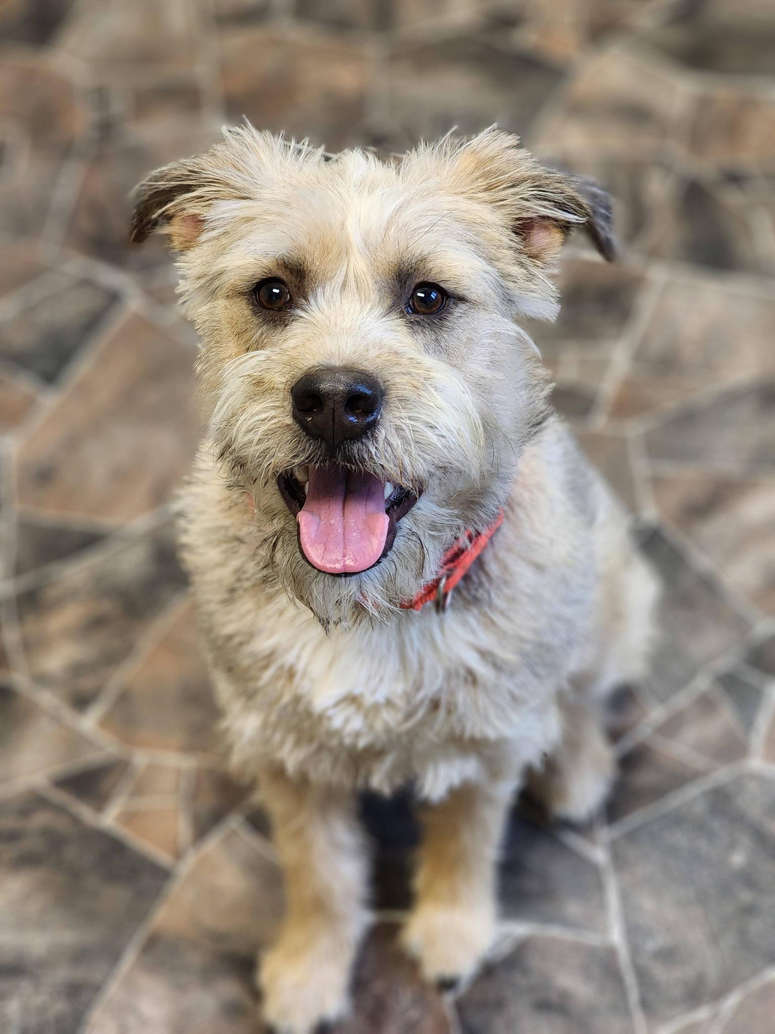 Peppermint Butler, an adoptable mixed breed in Sterling Heights, MI image 2/6