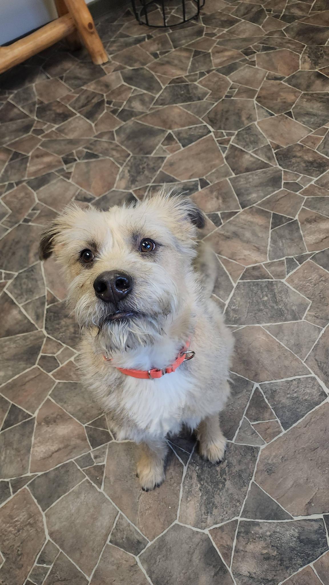 Peppermint Butler, an adoptable mixed breed in Sterling Heights, MI image 6/6