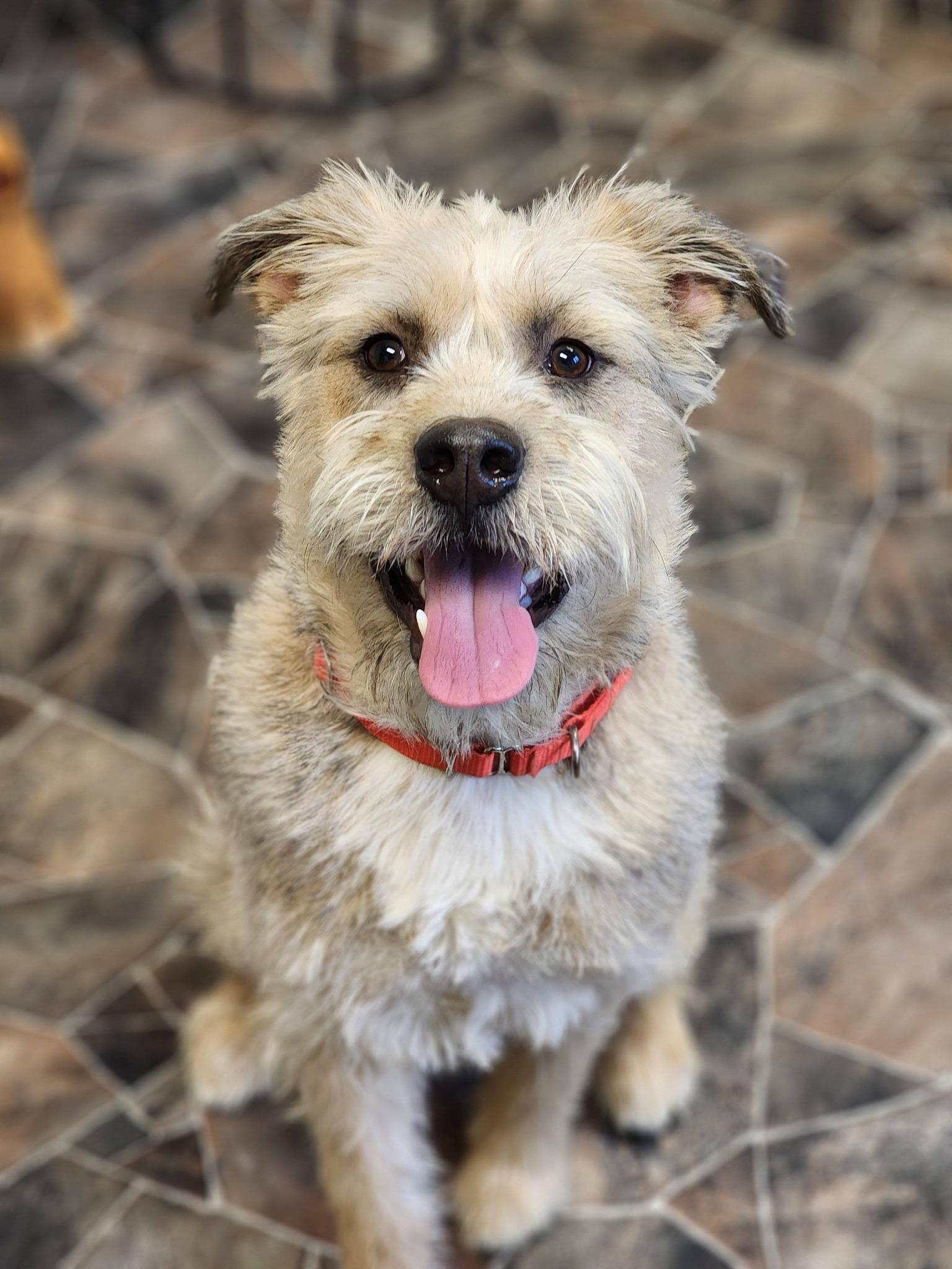 Peppermint Butler, adoptable, Adult Male Terrier.