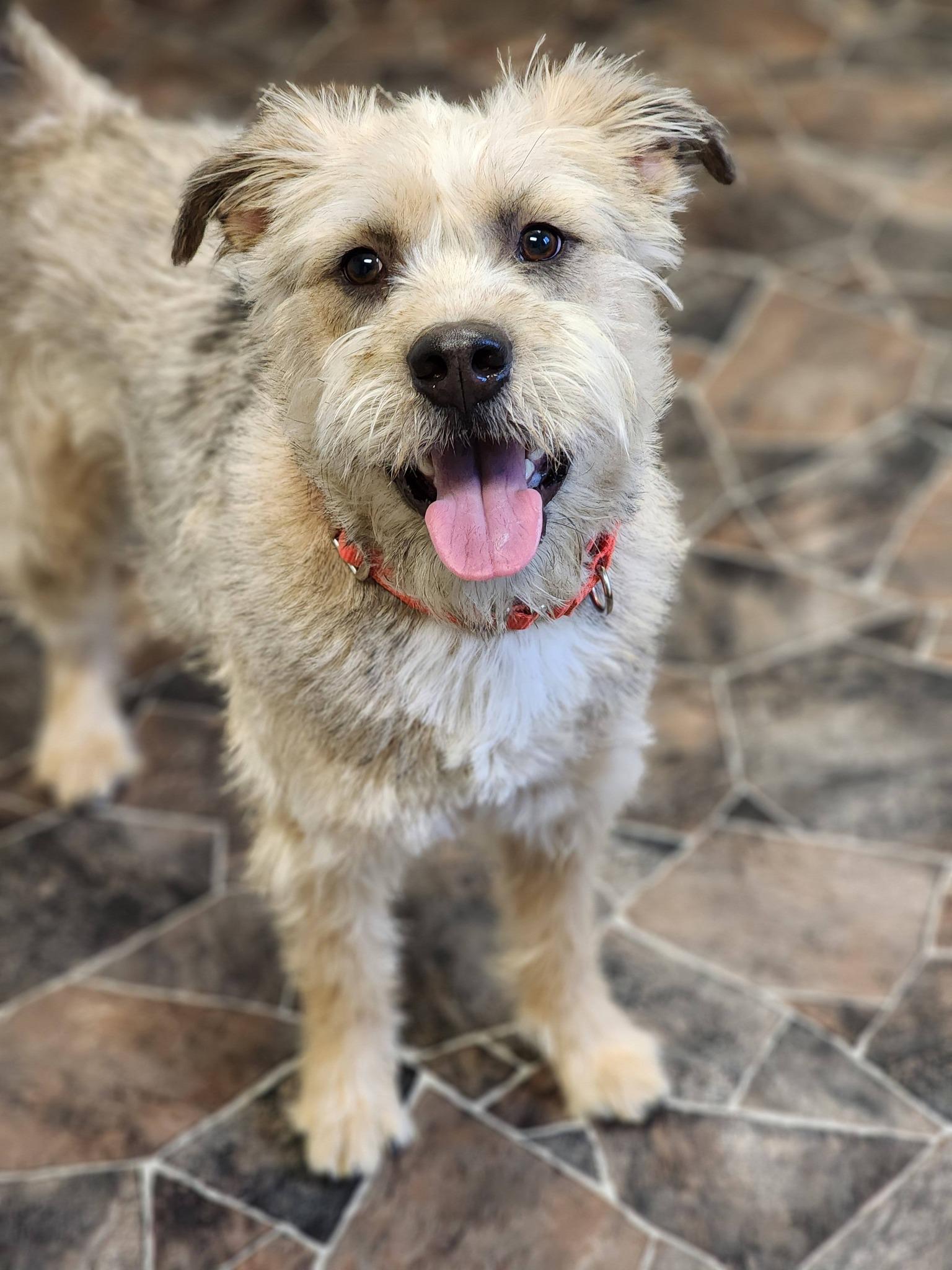 Peppermint Butler, an adoptable mixed breed in Sterling Heights, MI image 5/6