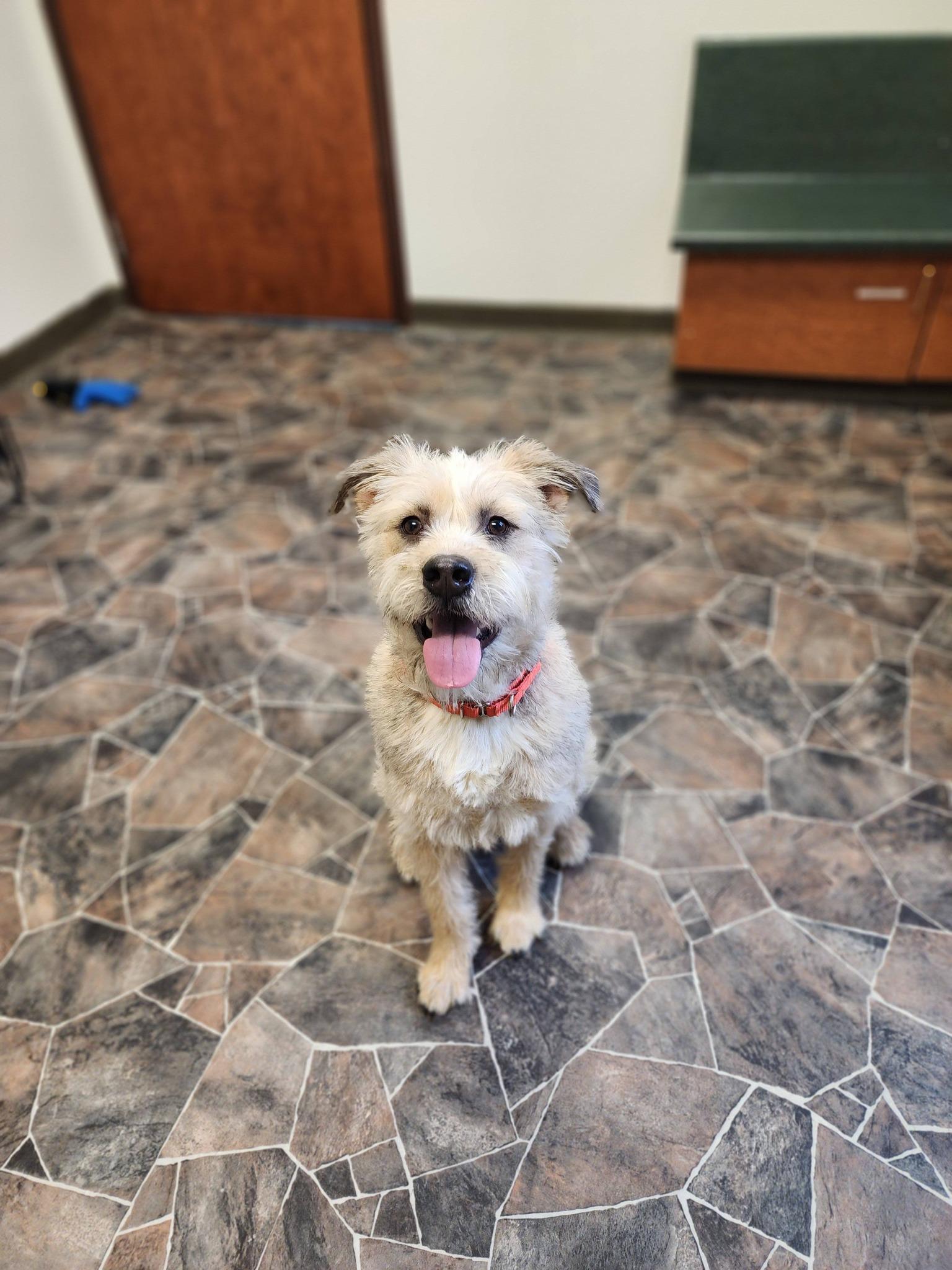 Peppermint Butler, an adoptable mixed breed in Sterling Heights, MI image 4/6