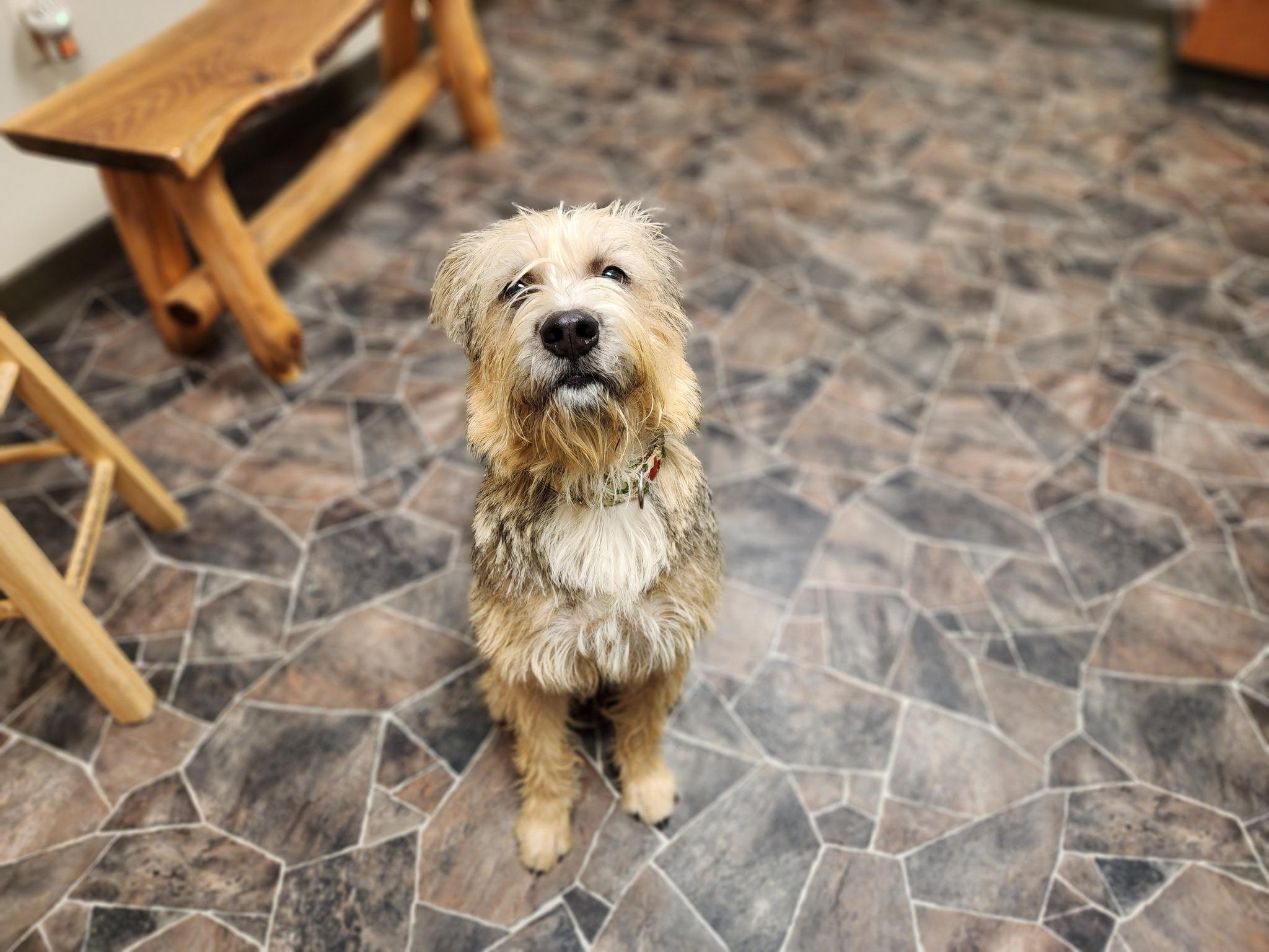 Enlarge Peppermint Butler, an adoptable mixed breed in Sterling Heights, MI image 2/6