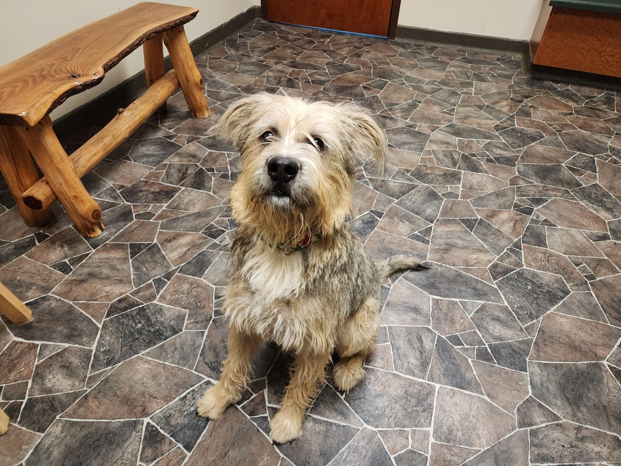 Enlarge Peppermint Butler, an adoptable mixed breed in Sterling Heights, MI image 6/6