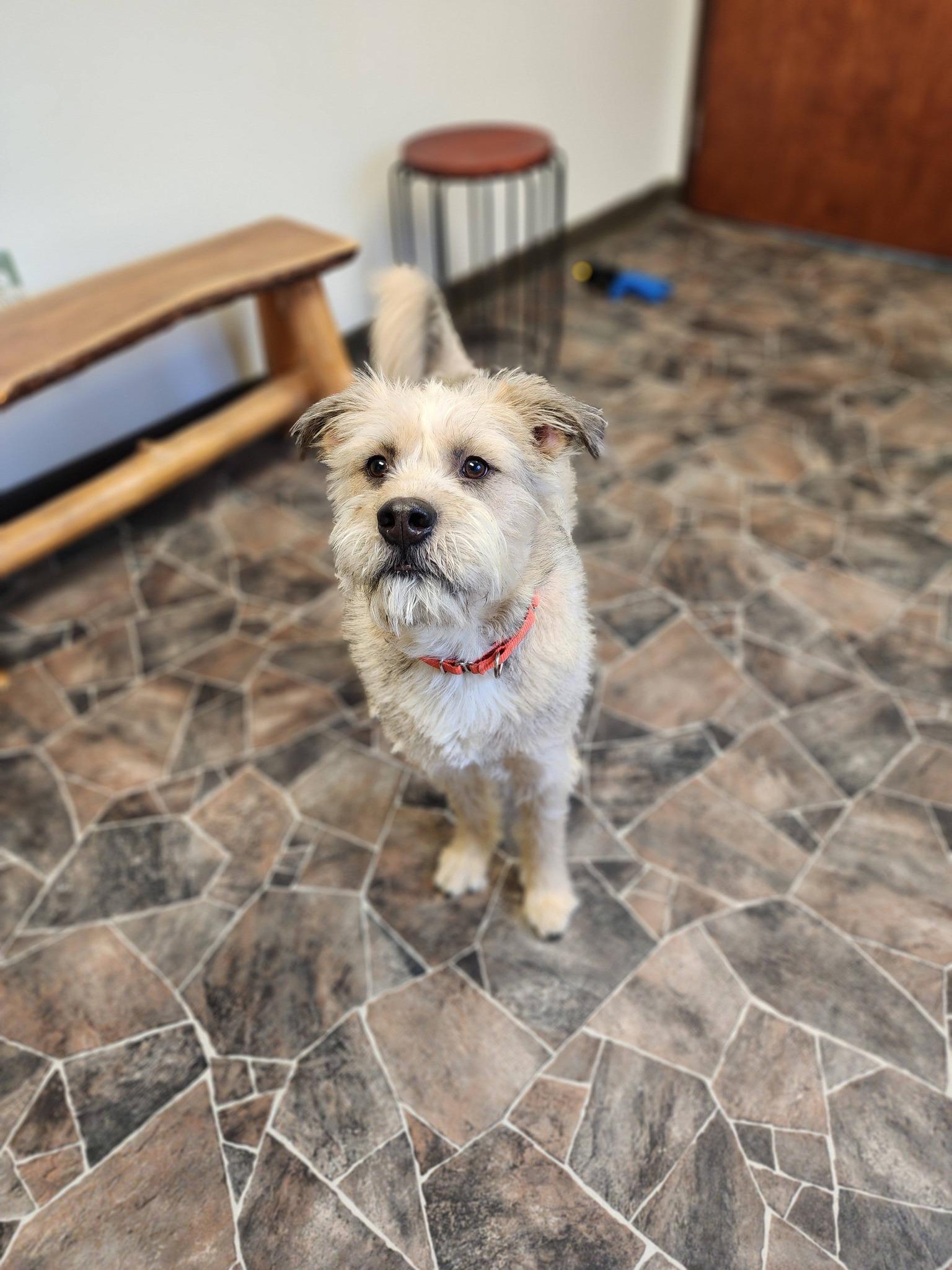 Peppermint Butler, an adoptable mixed breed in Sterling Heights, MI image 3/6