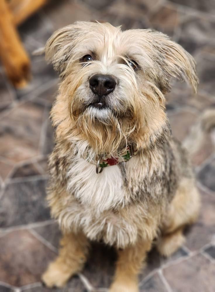Enlarge Peppermint Butler, an adoptable mixed breed in Sterling Heights, MI image 3/6