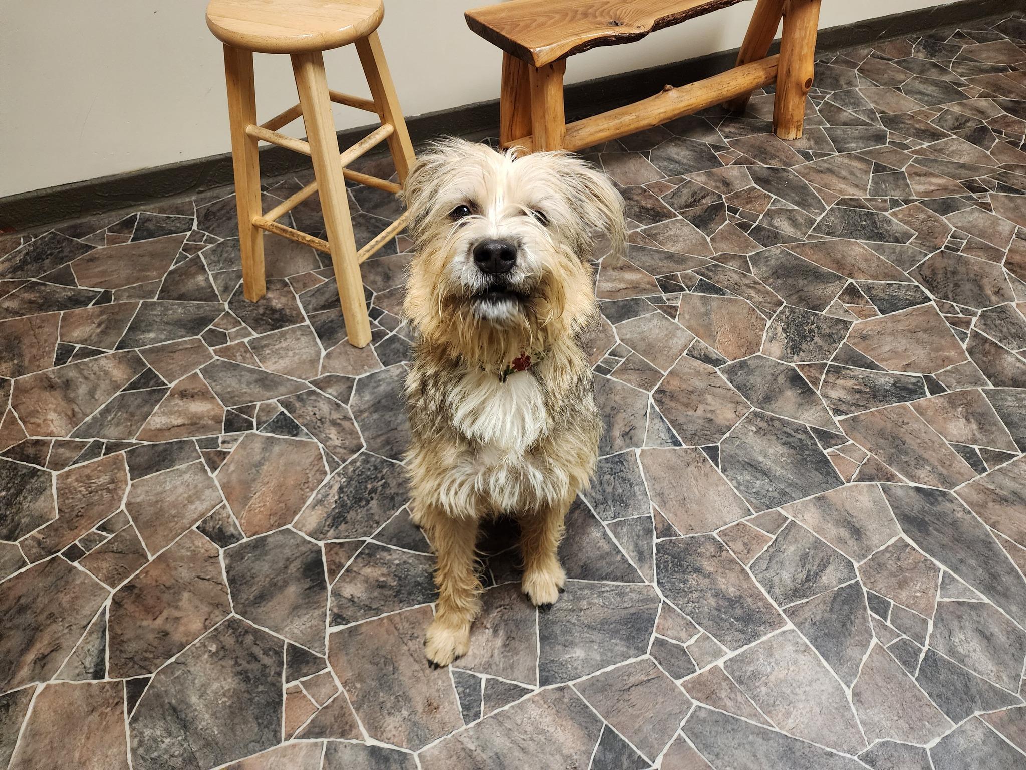 Enlarge Peppermint Butler, an adoptable mixed breed in Sterling Heights, MI image 4/6