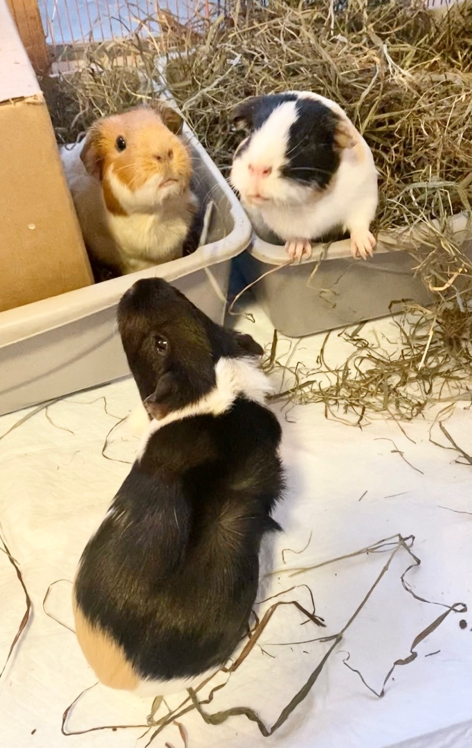 Cookie Oreo Sadie Santa