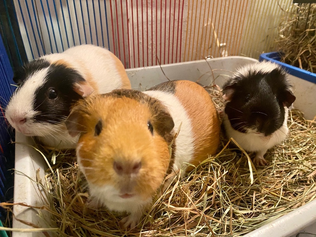 Cookie Oreo Sadie Santa, a Adoptable Guinea Pig in Salisbury Mills, NY image 2/3