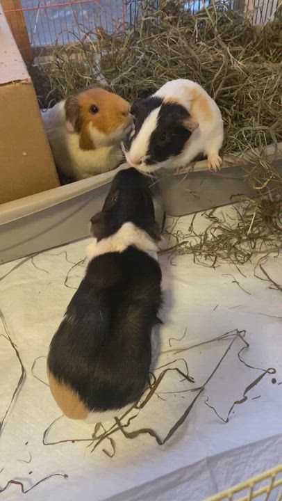 Enlarge Cookie Oreo Sadie Santa, a Adoptable Guinea Pig in Salisbury Mills, NY video 3/3
