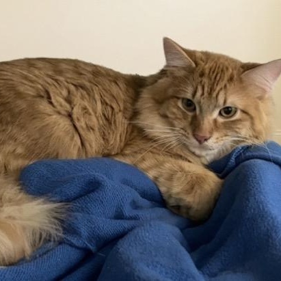 Enlarge Copper, an adopted Tabby in Claresholm, AB image 1/1