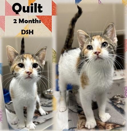 Quilt, ADOPTABLE, Young Female Domestic Short Hair.