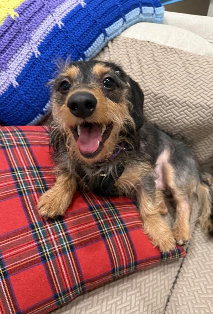 Enlarge Coco, a Adoptable mixed breed in Jefferson Hills, PA image 2/3