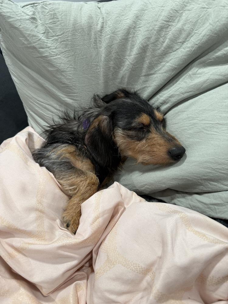 Enlarge Coco, a Adoptable mixed breed in Jefferson Hills, PA image 3/3