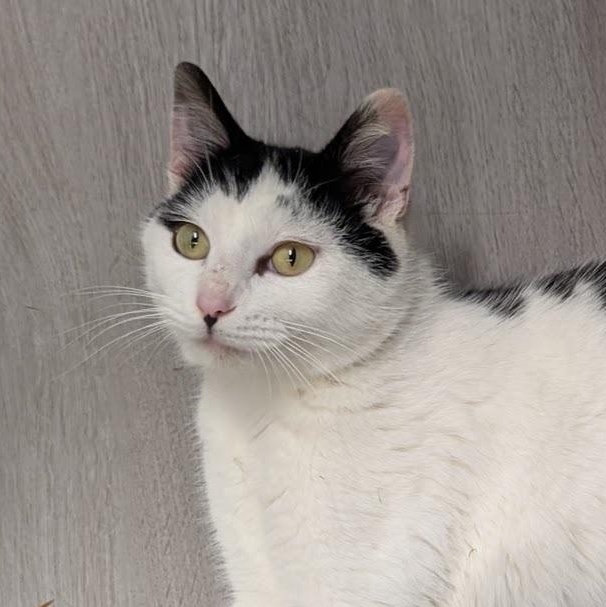 Enlarge Freckles, an adopted Domestic Short Hair in Renton , WA image 3/4