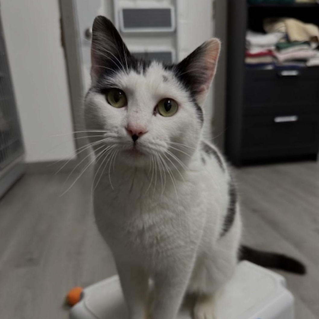 Enlarge Freckles, an adopted Domestic Short Hair in Renton , WA image 2/4