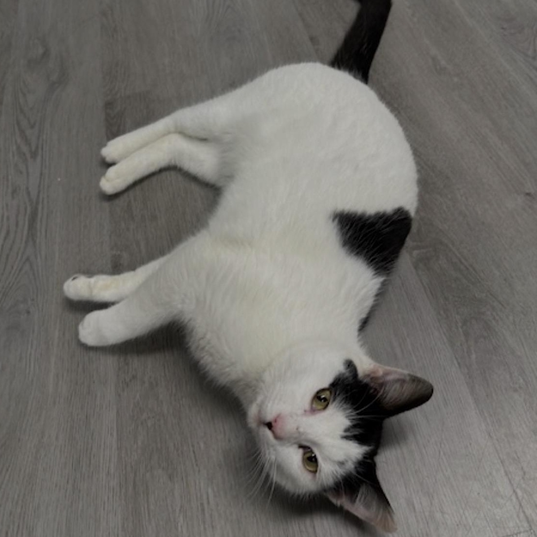 Enlarge Freckles, an adopted Domestic Short Hair in Renton , WA image 4/4