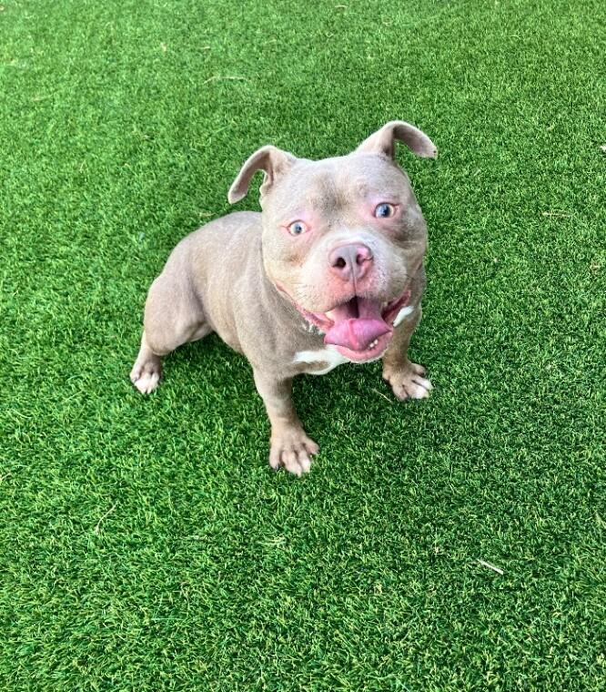 Enlarge Major, a Adoptable mixed breed in Jackson, TN image 2/6