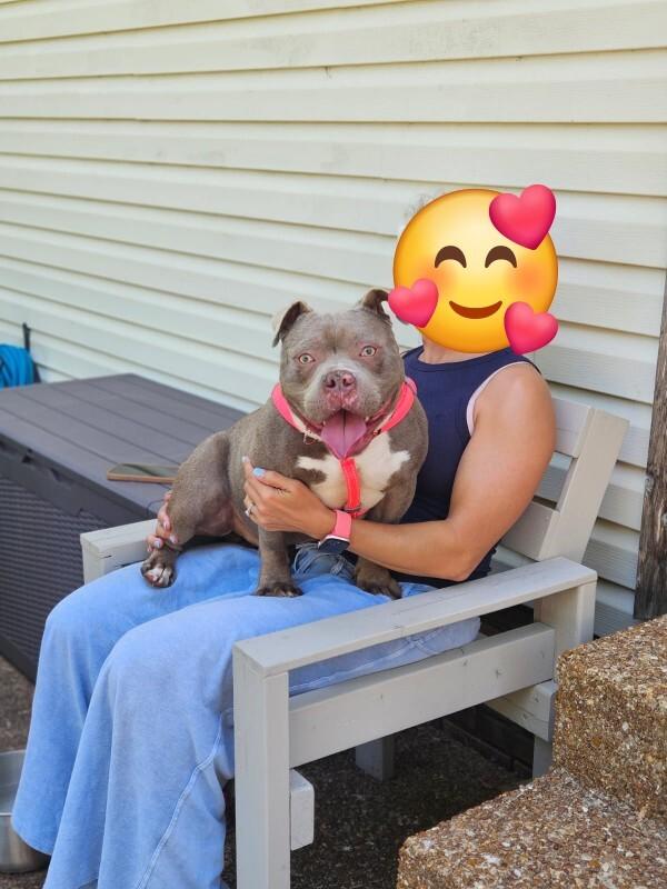Enlarge Major, a Adoptable mixed breed in Jackson, TN image 3/6