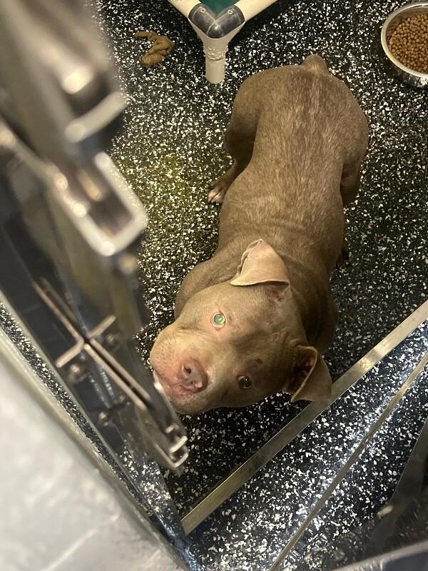 Enlarge Major, a Adoptable mixed breed in Jackson, TN image 4/6