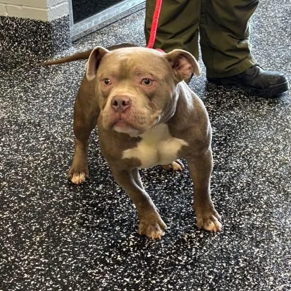 Enlarge Major, a Adoptable mixed breed in Jackson, TN image 5/6