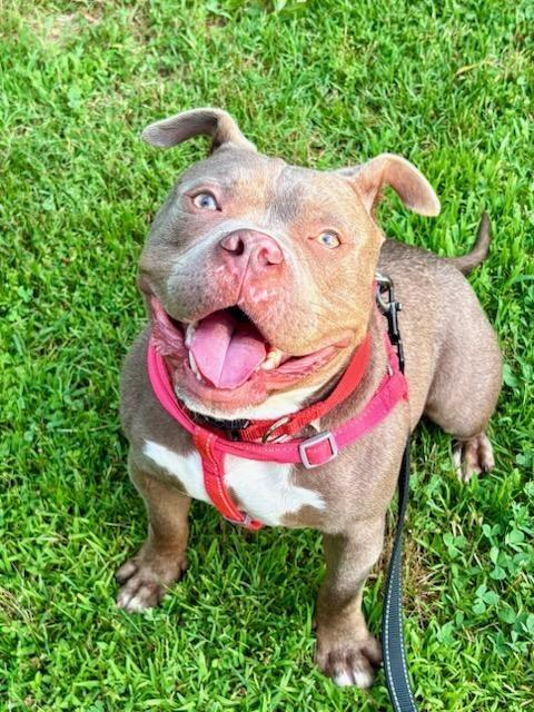 Enlarge Major, a Adoptable mixed breed in Jackson, TN image 6/6