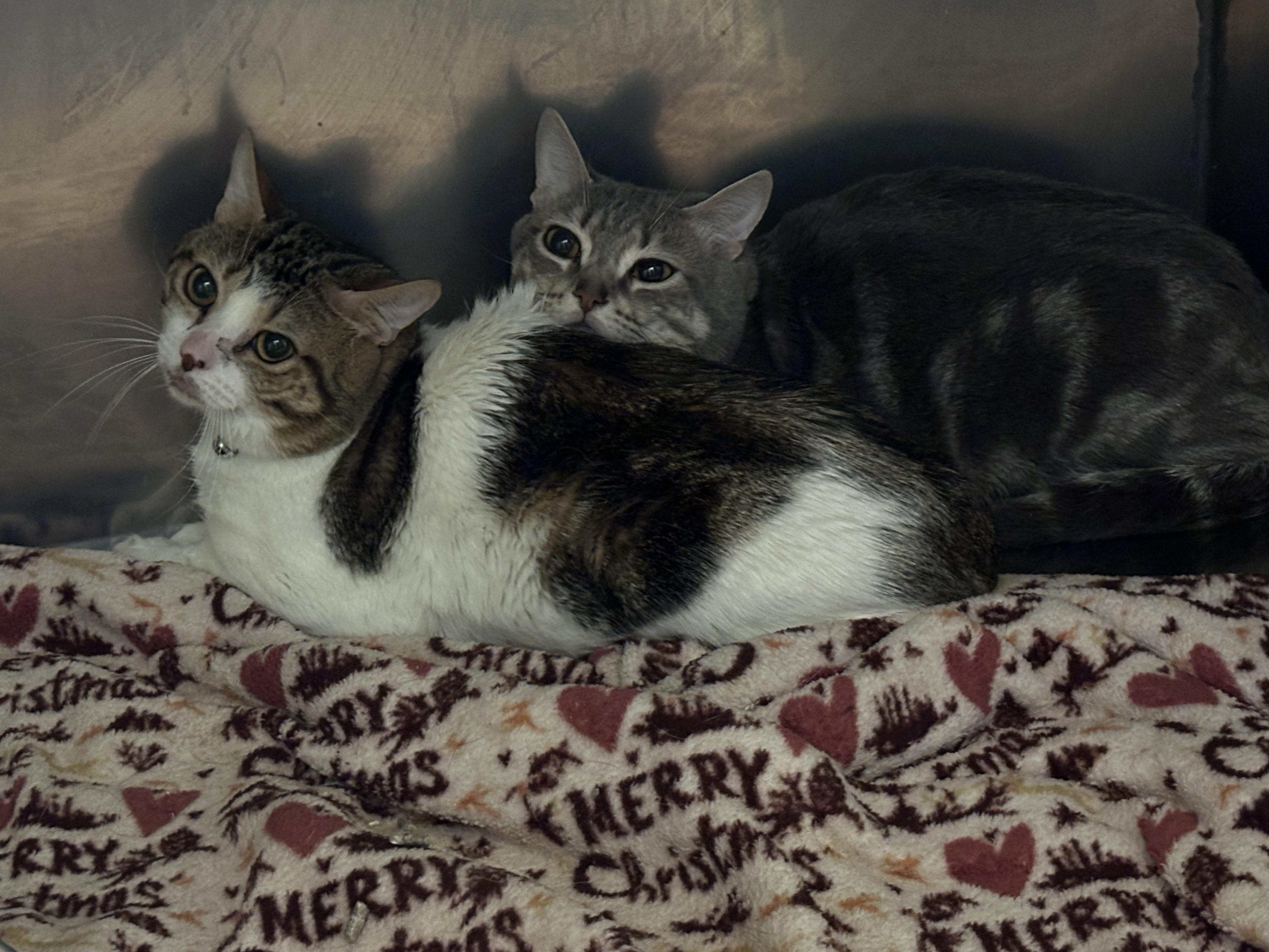 Enlarge Pumpkin, a ADOPTABLE Domestic Short Hair in Sheridan, OR image 1/1