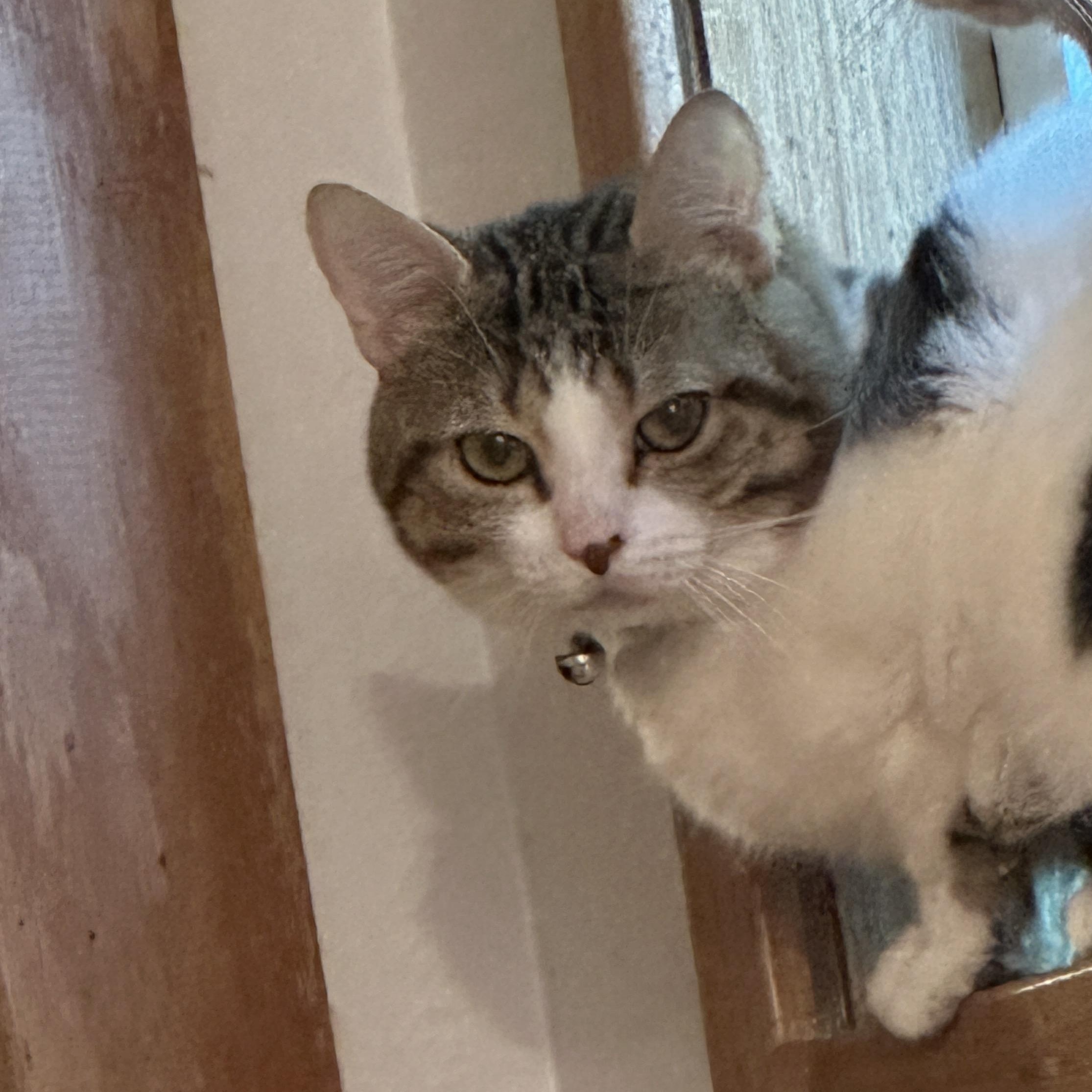 Enlarge Pumpkin, a ADOPTABLE Domestic Short Hair in Sheridan, OR image 1/2