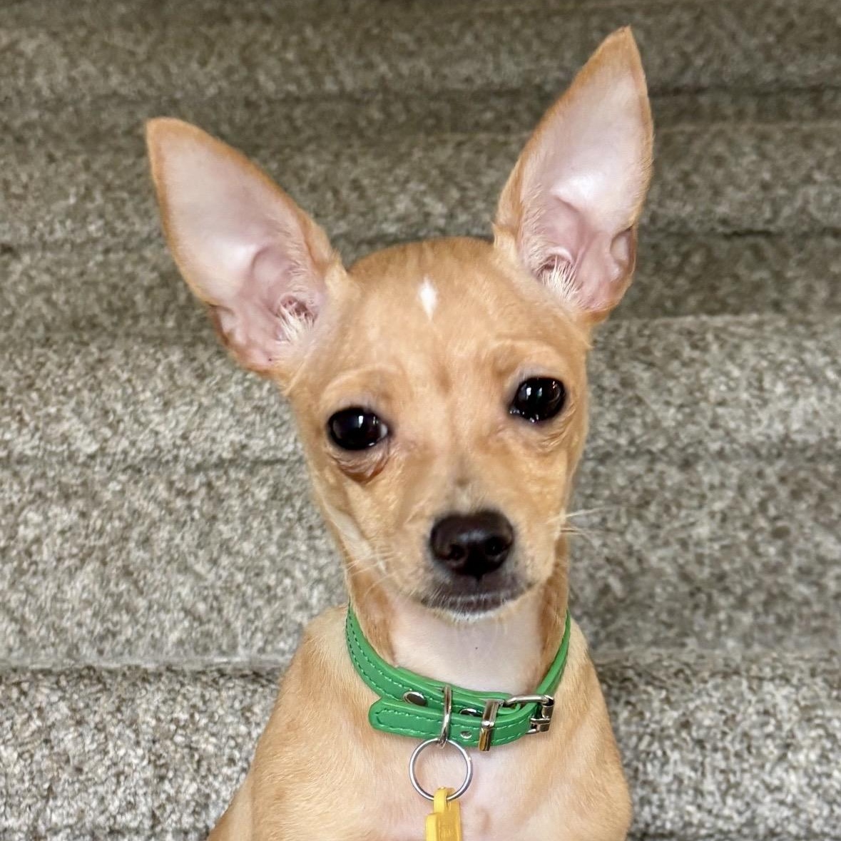 Enlarge Isla Dawn, an adopted mixed breed in Thompson's Station, TN image 2/3