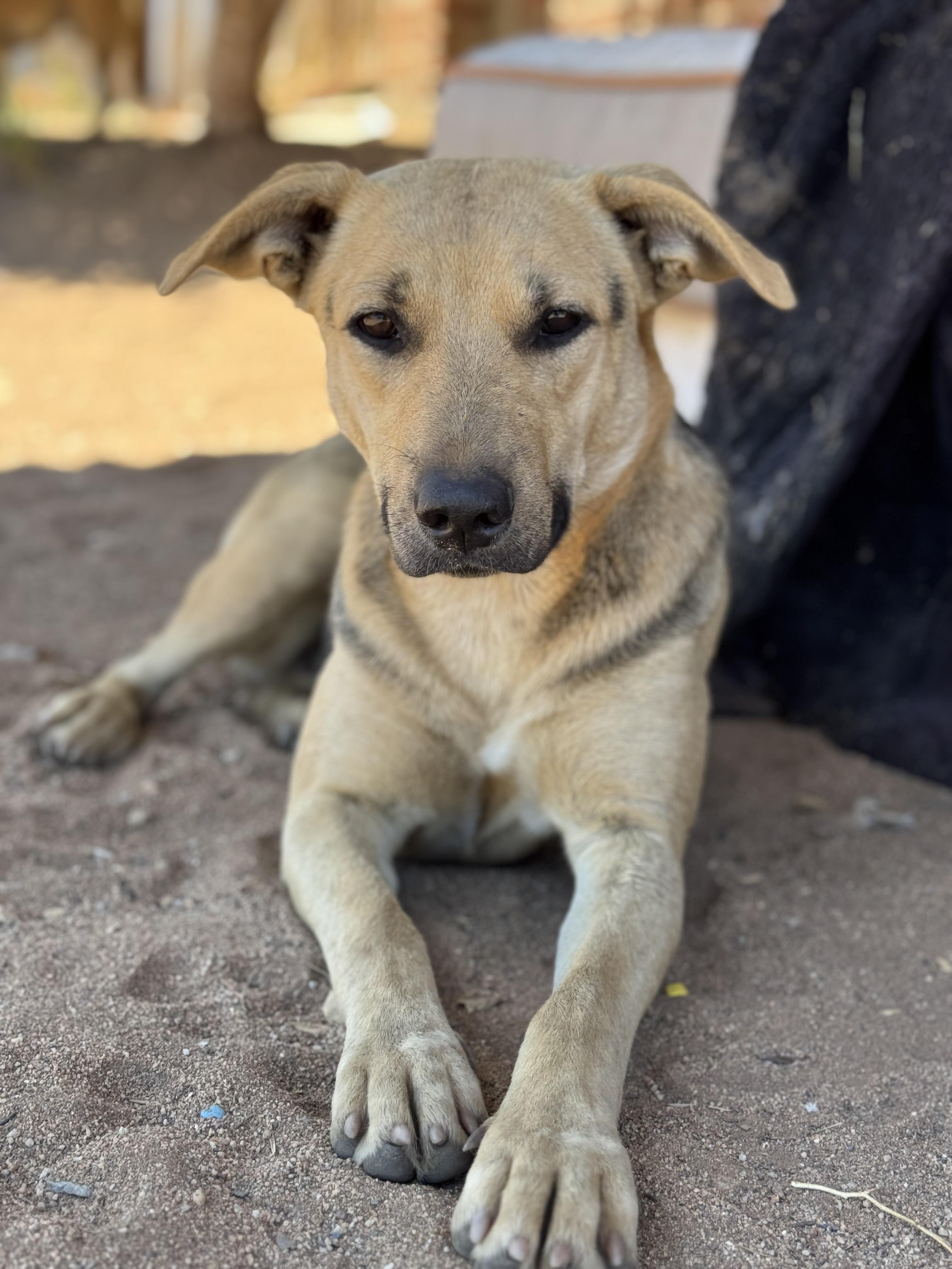 Rosie, Adoptable, Young Female Shepherd & Australian Cattle Dog / Blue Heeler.