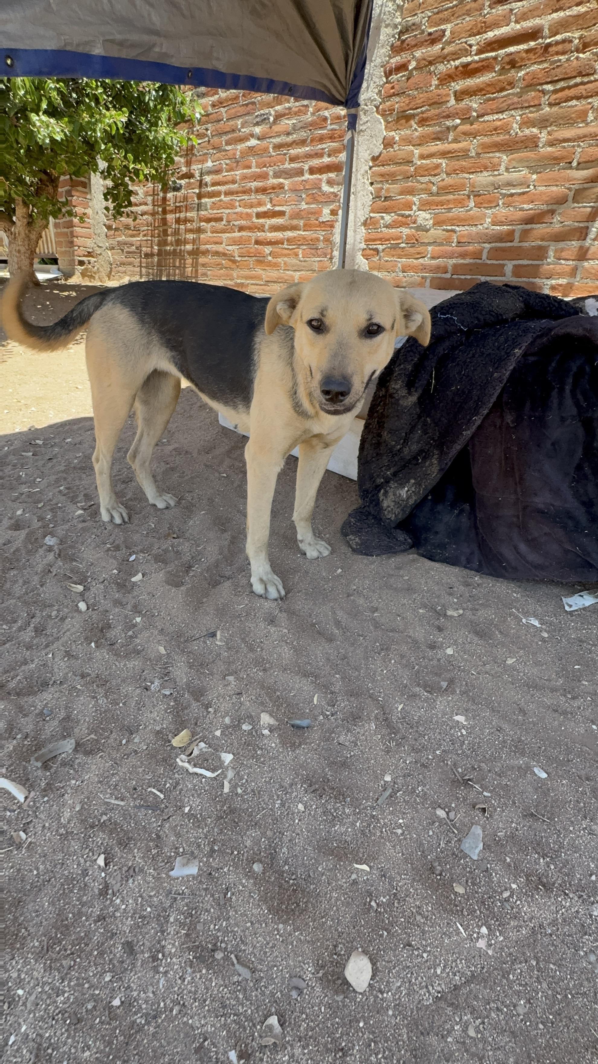 Enlarge Rosie, a Adoptable mixed breed in Bakersfield, CA image 2/6