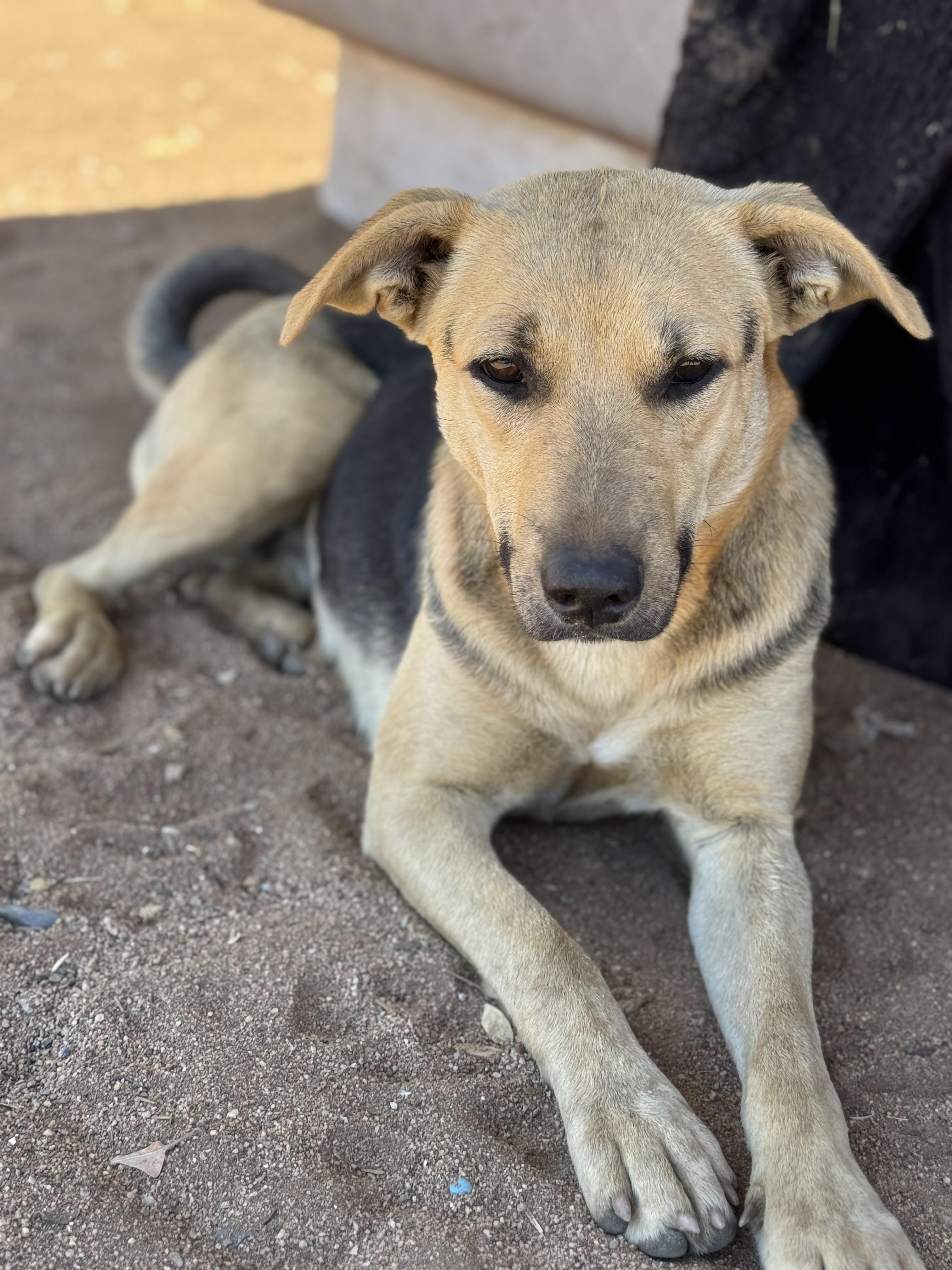 Enlarge Rosie, a Adoptable mixed breed in Bakersfield, CA image 3/6
