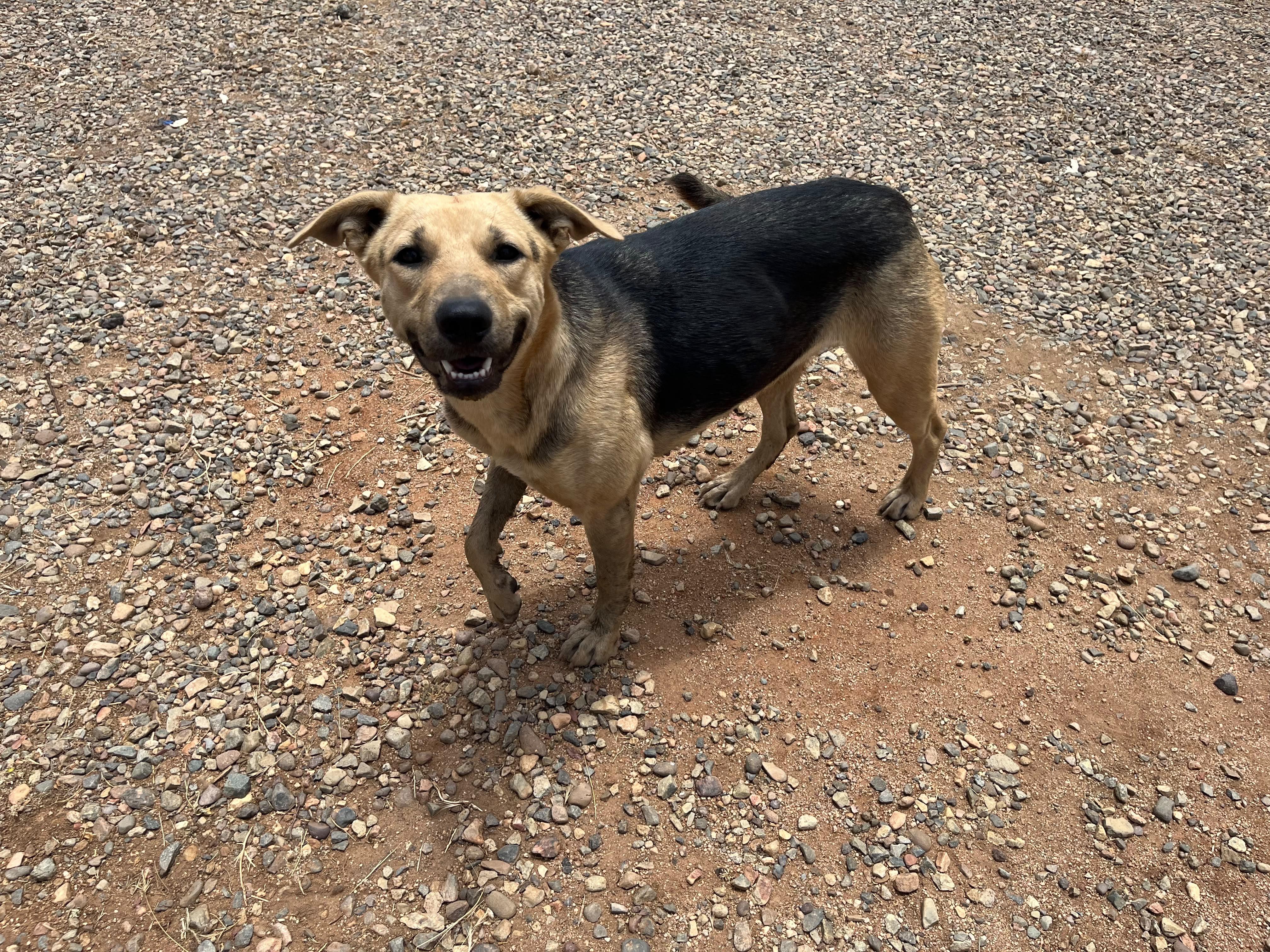 Enlarge Rosie, a Adoptable mixed breed in Bakersfield, CA image 4/6