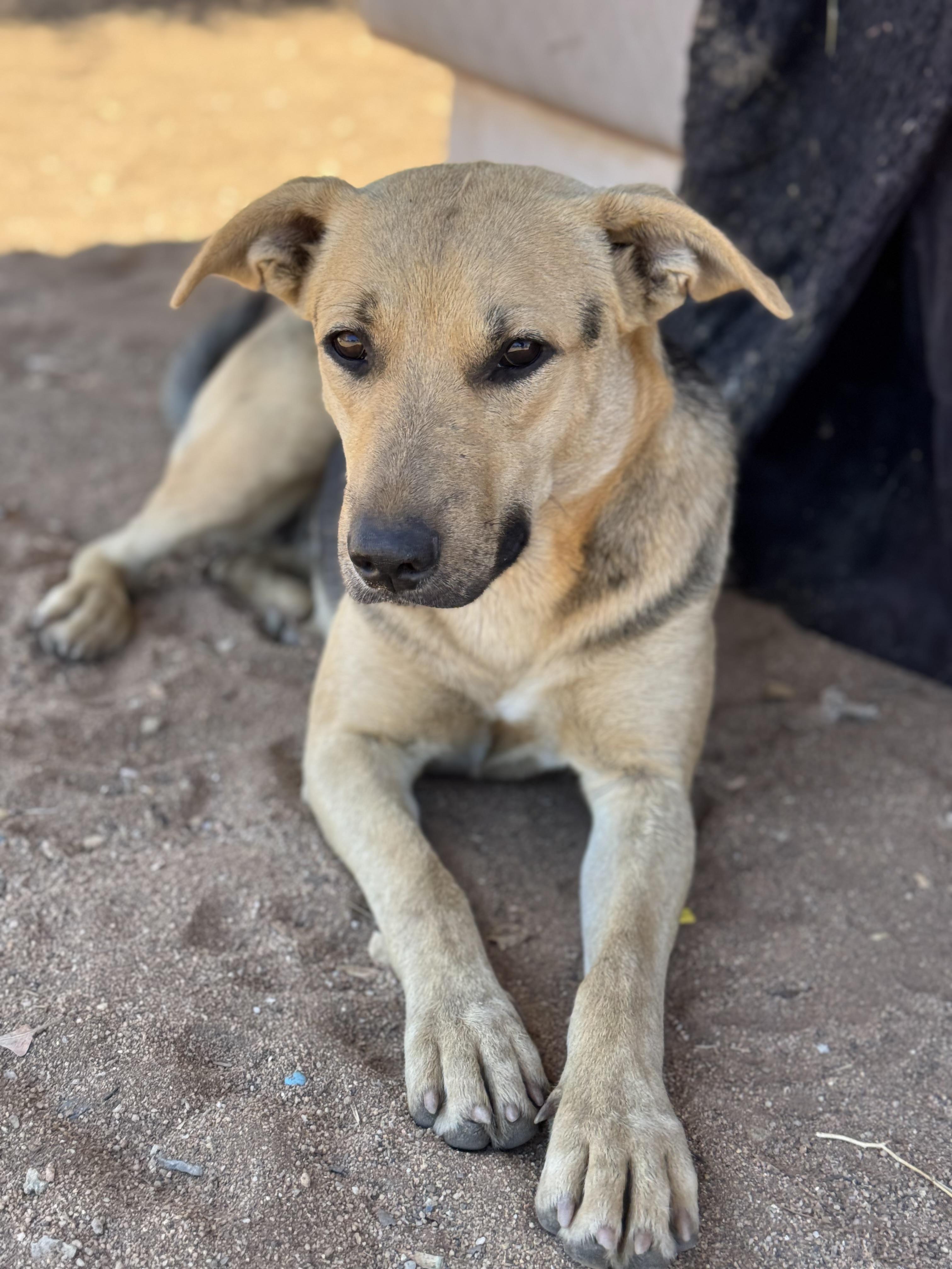 Enlarge Rosie, a Adoptable mixed breed in Bakersfield, CA image 5/6