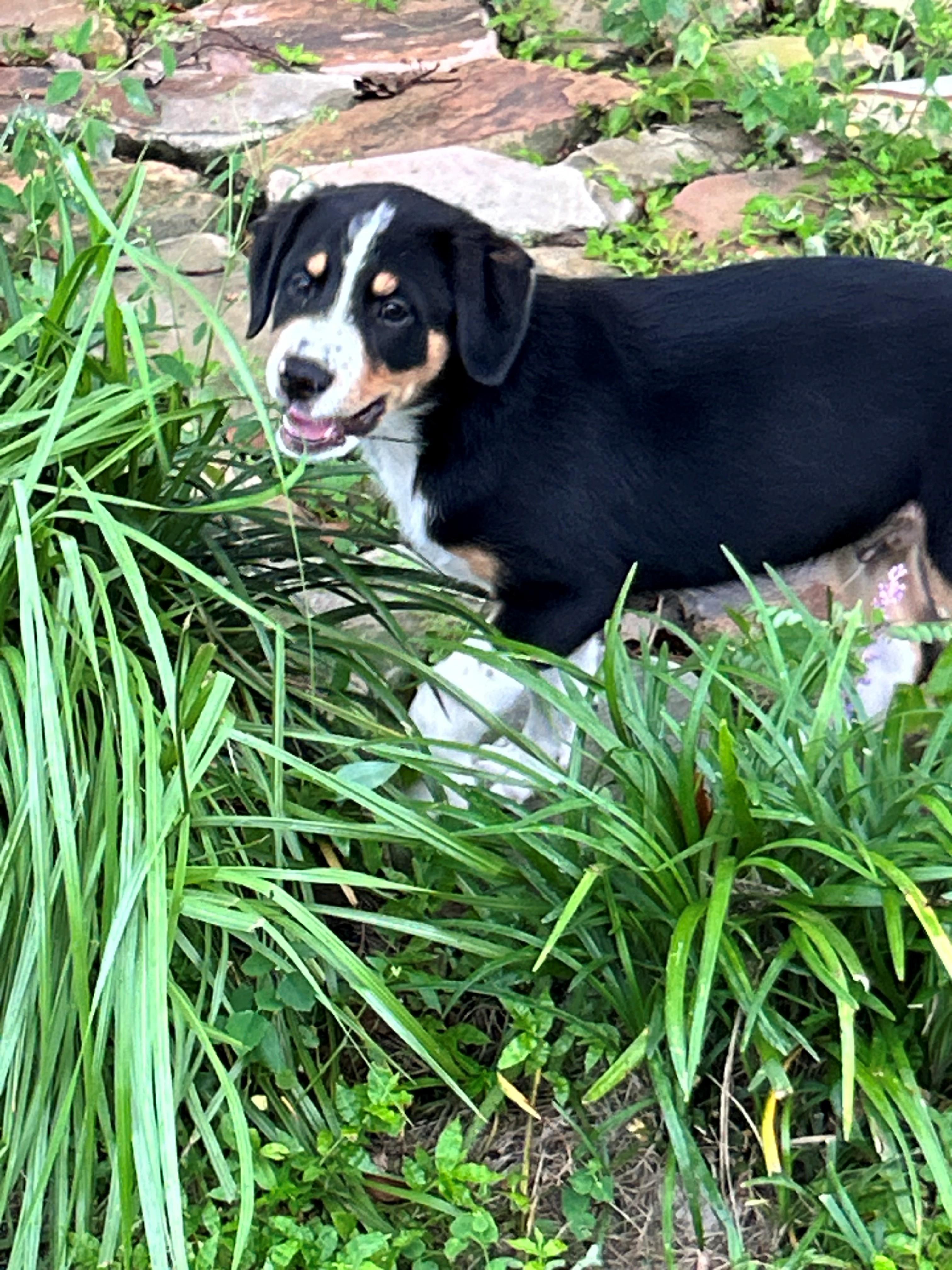 Lionel, Adopted, Puppy Male Australian Shepherd & Australian Cattle Dog / Blue Heeler.