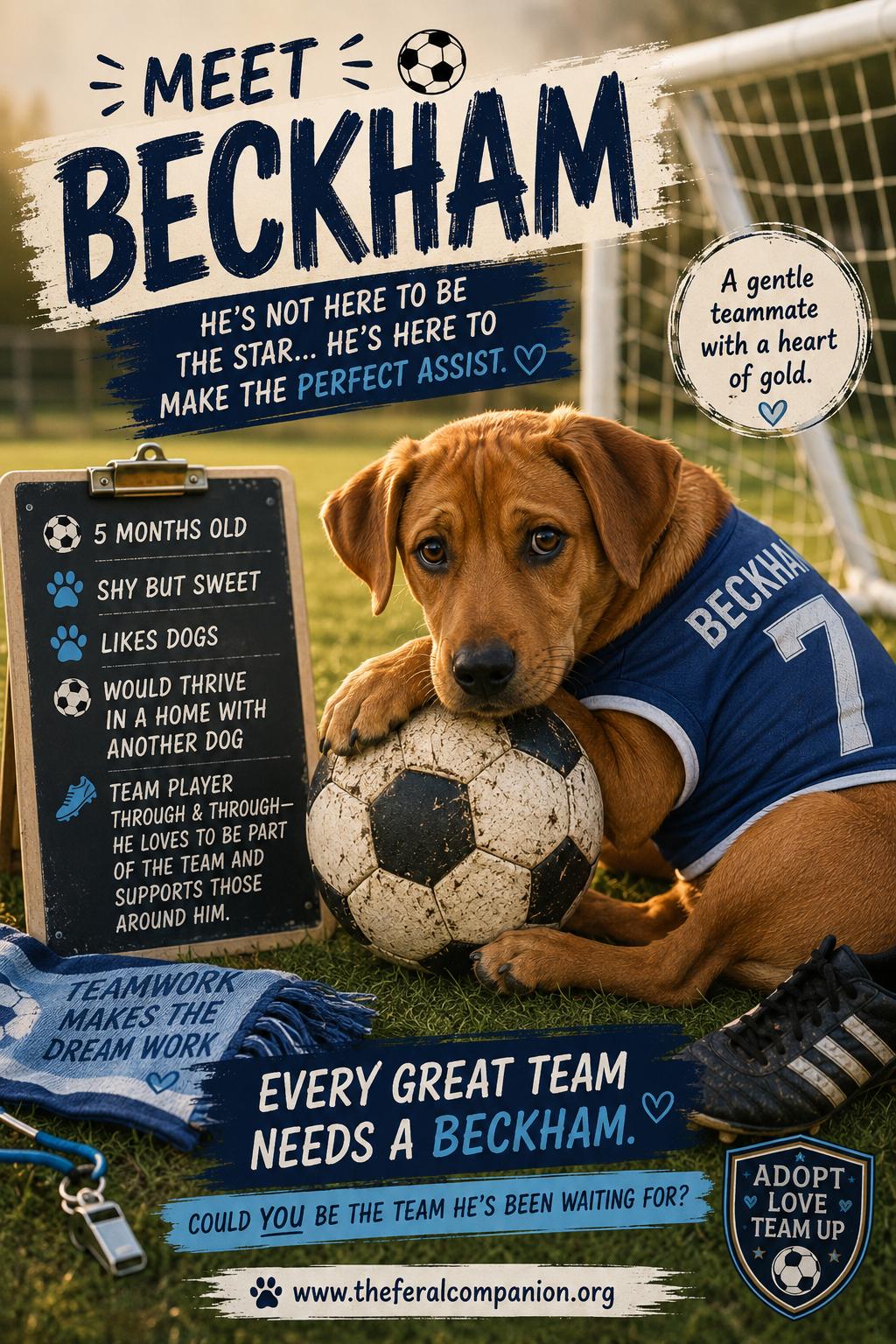 Enlarge Beckham, a Adoptable Mixed Breed in Eureka, MO image 1/2