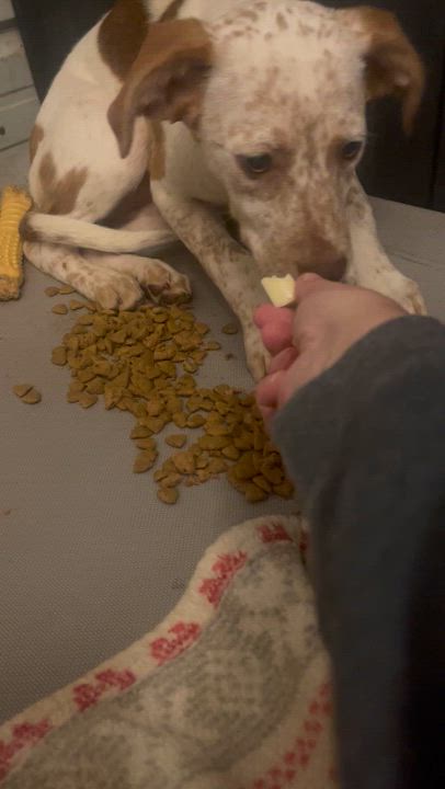 Enlarge Beckham, a Adoptable Mixed Breed in Eureka, MO video 2/2