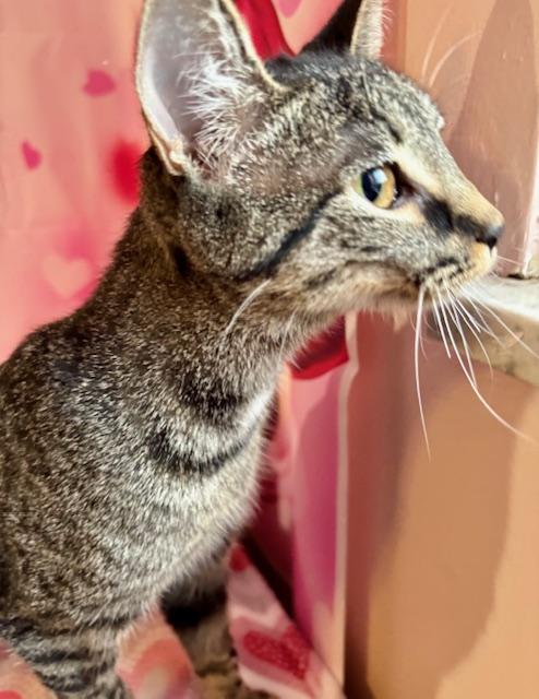 Enlarge Jessica, a ADOPTABLE Domestic Short Hair in Cincinnati, OH image 1/5