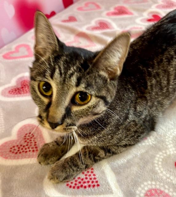 Enlarge Jessica, a ADOPTABLE Domestic Short Hair in Cincinnati, OH image 5/5