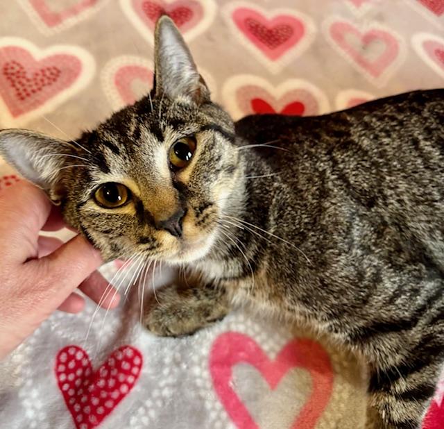 Enlarge Jessica, a ADOPTABLE Domestic Short Hair in Cincinnati, OH image 2/5