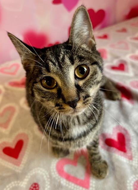 Enlarge Jessica, a ADOPTABLE Domestic Short Hair in Cincinnati, OH image 4/5